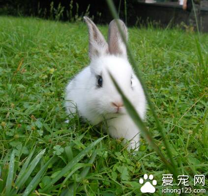 兔子吃车前草 有毒的草不喂