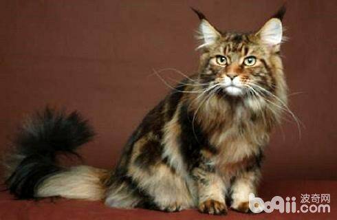 西伯利亚猫多少钱一只？西伯利亚猫价格