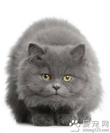 英国短毛猫的寿命 绝育的猫寿命更长