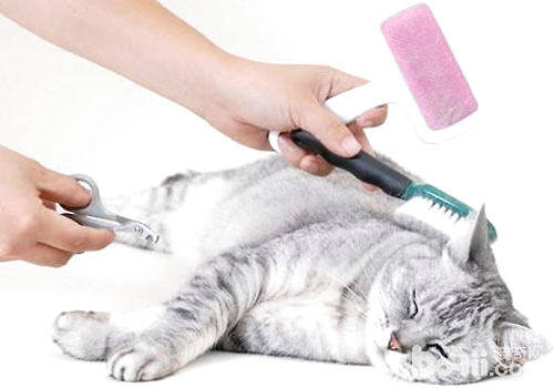 猫咪美容需要准备什么工具？