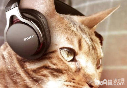 猫咪喜欢听音乐吗？