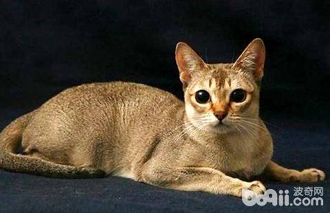 新加坡猫多少钱一只？新加坡猫价格