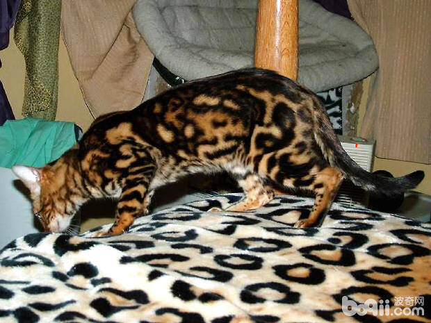 孟加拉豹猫有什么特点？孟加拉豹猫好养吗