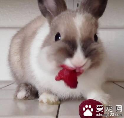 小兔子都吃什么 幼兔需要高蛋白饮食