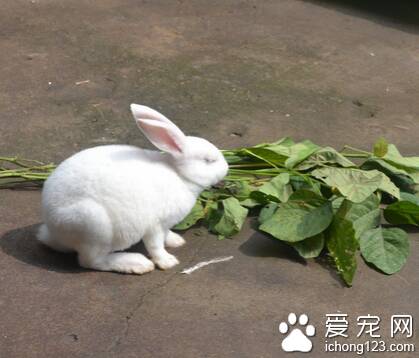 兔子吃苹果吗 喂的食物不能有生水