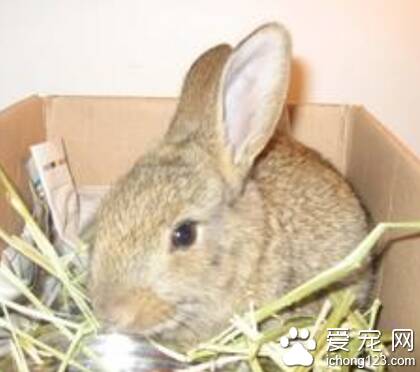 兔子能吃面条吗 面条属于细纤维食品