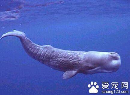 鲸的种类 蓝鲸是世界上最大的哺乳动物