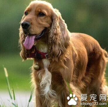 可卡犬为什么要断尾 根据本身特点决定