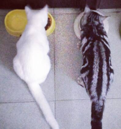 猫为什么不能吃鱿鱼 吃多易引起过敏
