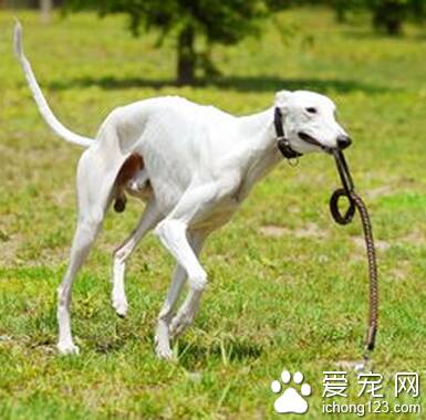 灵缇犬掉毛吗 该犬掉毛程度较轻