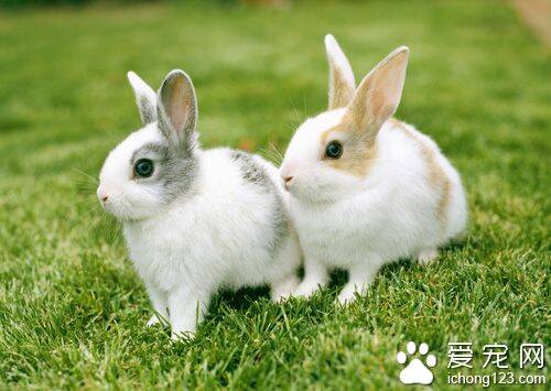 兔子吃什么好  要以专用兔食为主