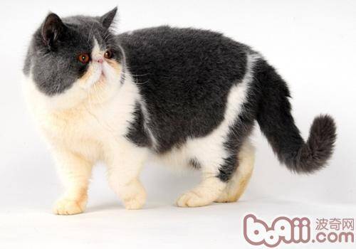 猫脂肪肝的症状和防治