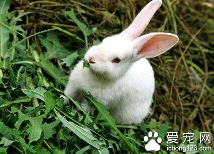 兔子可以吃什么菜 不可长期大量食用