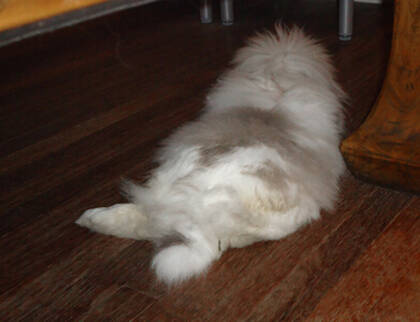 兔子怎么睡觉 兔兔属于较胆小的动物