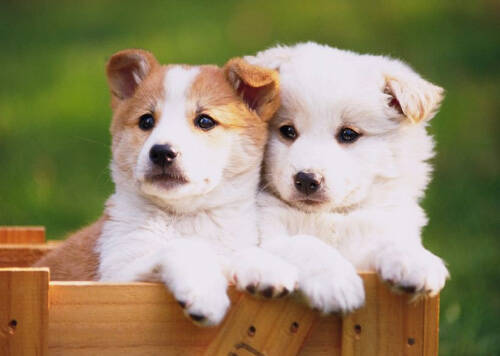 狗狗生理期注意什么 最好不要洗澡