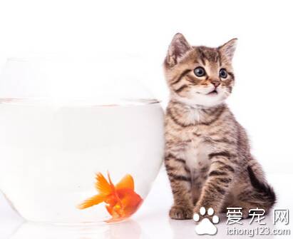 爱洗澡的猫猫 调教猫咪洗澡的技巧