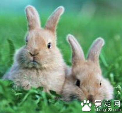 兔子吃了窝边草 兔子很爱干净