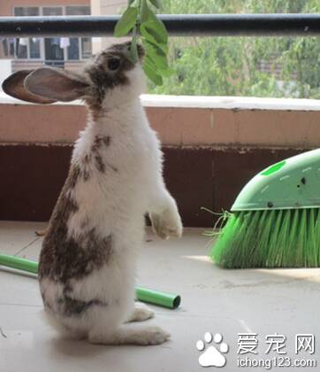 兔子就吃窝边草 一般情况下不吃窝边草