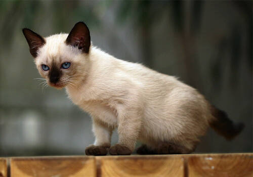 伯曼猫能训练吗 最佳时间是在喂食前