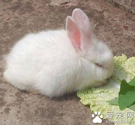 小兔子最喜欢吃什么 食谱中应以牧草为主