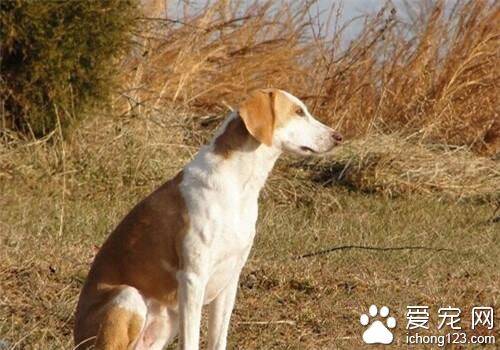 猎狐犬吃什么好 肉类外还需补充维生素