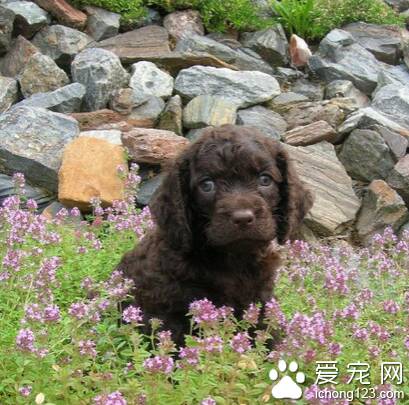 美国水猎犬的喂食要点 幼犬的卫生和驱虫