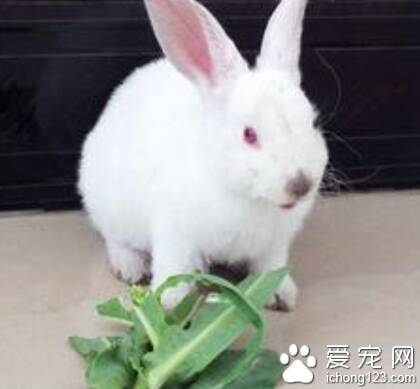 兔子为什么吃草 兔子需要摄入粗纤维