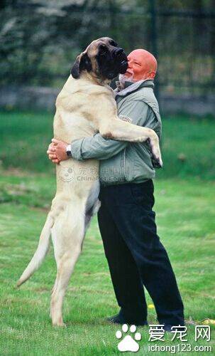 马士提夫犬的日常护理 大而有力量的犬种