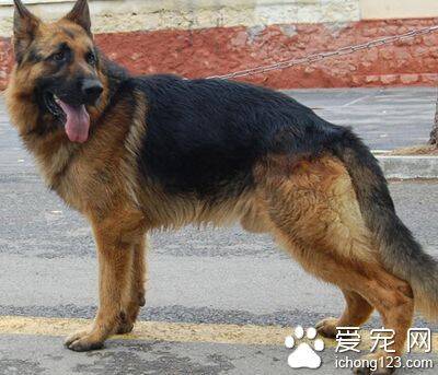 德国牧羊犬怎么样 忠诚护主