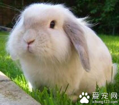 兔子吃什么蔬菜 食用时要注意适量