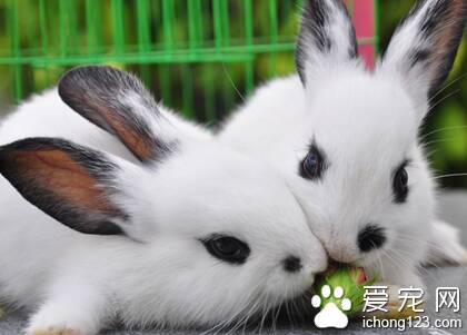 兔子能吃花生吗 兔子不能消化过多的油