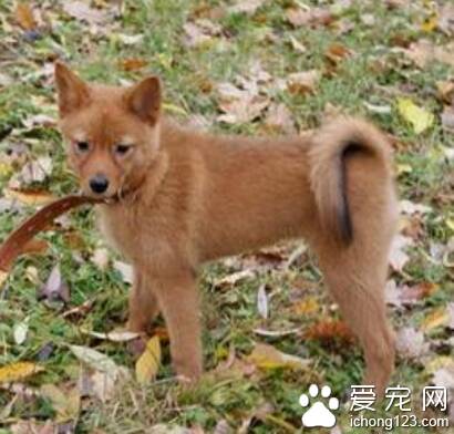 芬兰猎犬的养护常识 不适合在公寓饲养