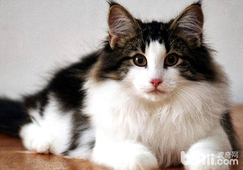 受人欢迎的挪威森林猫是如何产生的？