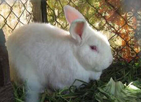 兔子什么时候生小兔子 留意兔子孕期