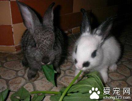 兔子都吃什么草 不能喂食新鲜的苜蓿