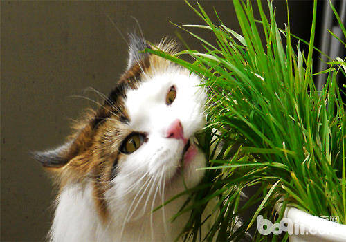 多大的猫咪可以喂猫草？