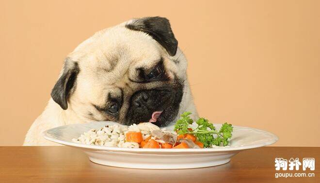 狗狗怎么吃才健康？