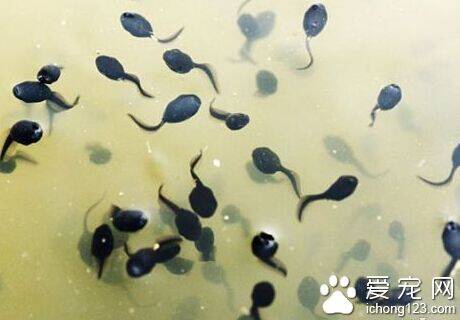 小蝌蚪吃什么 大部分蝌蚪是刮食藻类为生