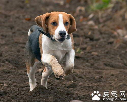 猎狐犬的养护常识 修剪毛发洗刷口鼻耳朵