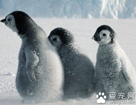 企鹅一般在几月份产卵 一般性产软在5月