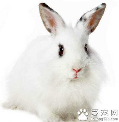 养殖兔子吃什么 兔子分类不同食物不同