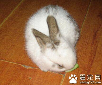 兔子吃什么萝卜 可喂新鲜无污染的蔬菜