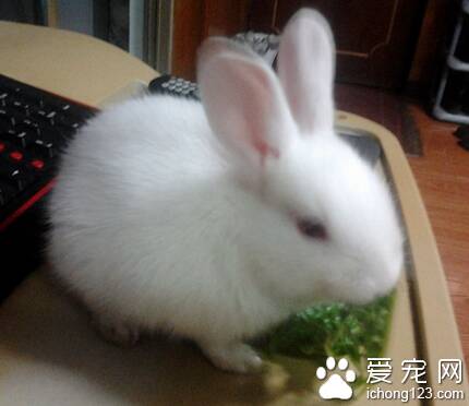 兔子吃菠菜 菠菜中含有较多的草酸