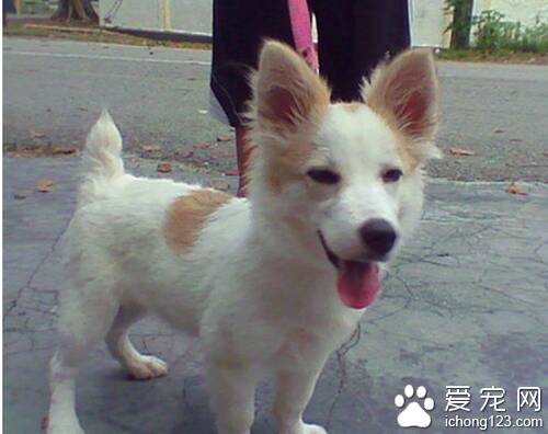 芬兰狐狸犬怎么养  教你真确饲养狐狸犬