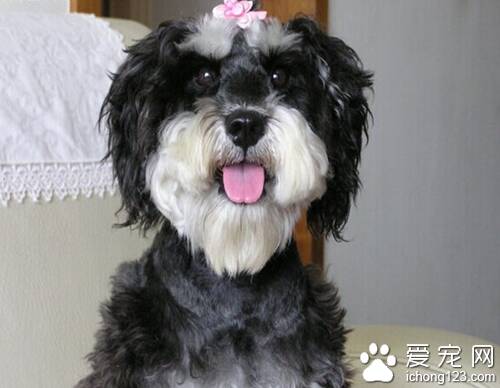 雪纳瑞好养吗 饲养雪纳瑞的难度并不高