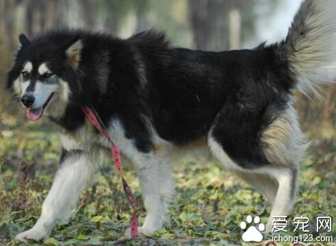 阿拉斯加雪橇犬怎么饲养  朱古力不能吃