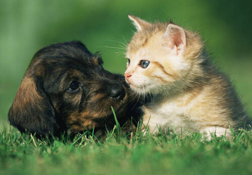 狗呜呜叫是怎么回事 或者向主人传递信号