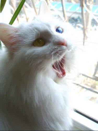 猫能吃鸡骨头吗 自制猫粮需注意