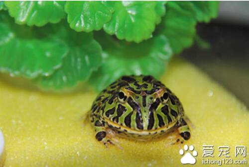 钟角蛙怎么养 它的食量比较大饲养蛮简单