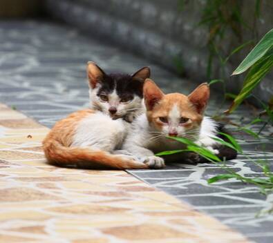 猫最怕什么味道 带有刺激性的气味